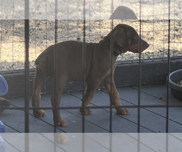 Medium Photo #2 Doberman Pinscher Puppy For Sale in MEDFORD, OR, USA