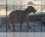 Small #1 Doberman Pinscher