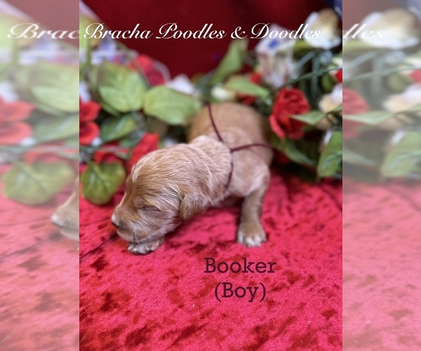 Medium Photo #6 Goldendoodle Puppy For Sale in SAINT CLOUD, MN, USA