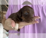 Small #2 Dachshund