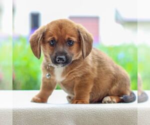 Dorgi Puppy for Sale in ANNVILLE, Pennsylvania USA