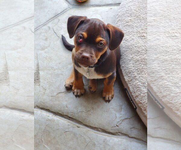 Medium Photo #11 Daug Puppy For Sale in Escondido, CA, USA
