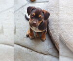 Small #10 Daug
