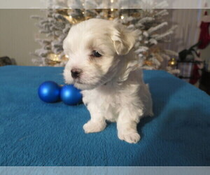 Maltese Puppy for sale in OCALA, FL, USA