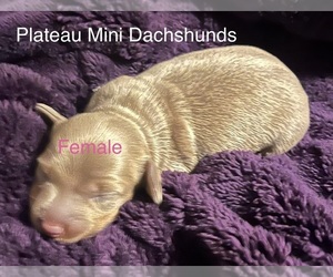 Dachshund Puppy for sale in CROSSVILLE, TN, USA