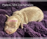 Small Dachshund