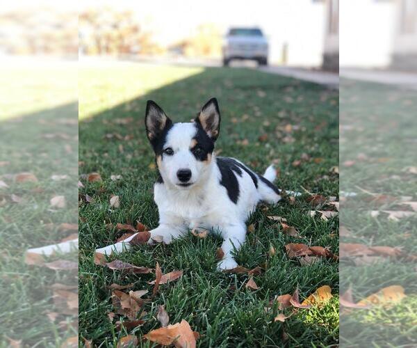 View Ad Texas Heeler Puppy for Sale near Colorado, DELTA, USA. ADN224377