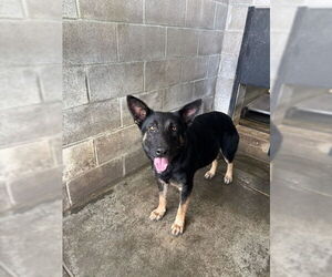 German Shepherd Dog Dogs for adoption in Evansville, IN, USA
