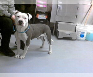 Mutt Dogs for adoption in Fayetteville, NC, USA