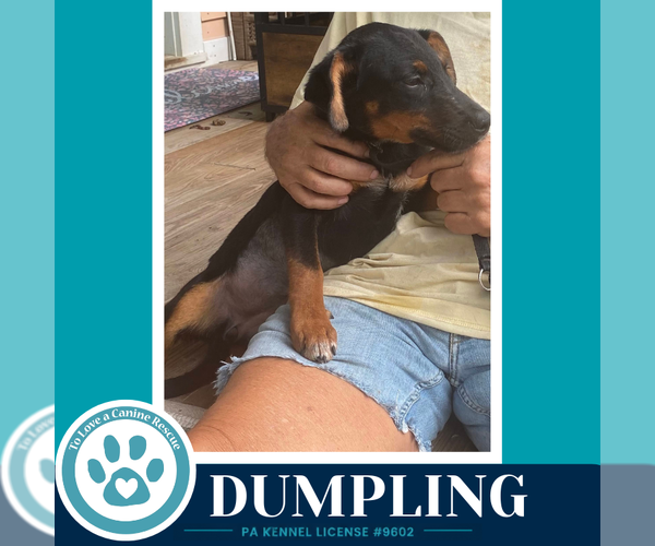 Medium Photo #4 - Mix Puppy For Sale in Kimberton, PA, USA