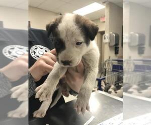 American Pit Bull Terrier-Unknown Mix Dogs for adoption in Conroe, TX, USA