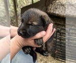 Small #3 German Shepherd Dog