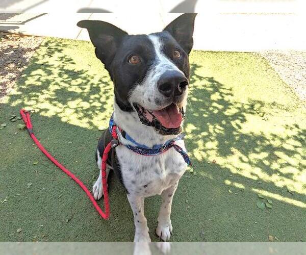 Medium Photo #9 Pointer-Unknown Mix Puppy For Sale in Chandler, AZ, USA