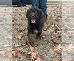 Small Photo #1 Aussiedoodle Puppy For Sale in LEXINGTON, GA, USA