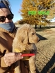 Small Photo #33 Goldendoodle Puppy For Sale in CLARKSVILLE, TX, USA