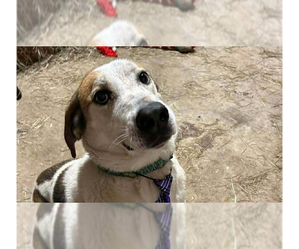 Medium Photo #1 Mutt Puppy For Sale in Abbeville, LA, USA