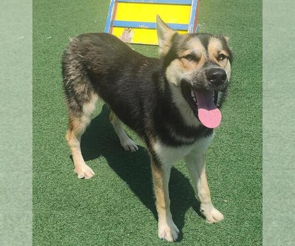 Medium Photo #5 German Shepherd Dog-Unknown Mix Puppy For Sale in Rockwall, TX, USA