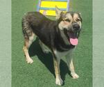 Small #4 German Shepherd Dog Mix