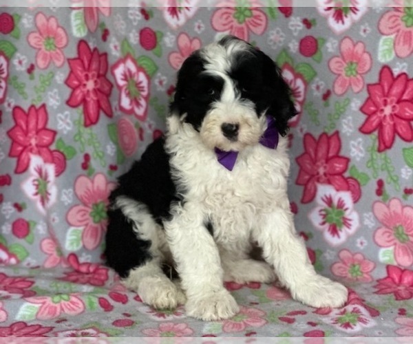 Medium Photo #3 Sheepadoodle Puppy For Sale in LANCASTER, PA, USA