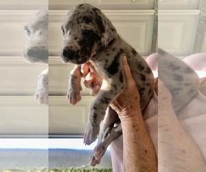 Great Dane Puppy for sale in CRYSTAL, NV, USA