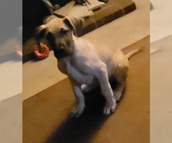 Medium Photo #9 Great Dane Puppy For Sale in BATTLE GROUND, WA, USA
