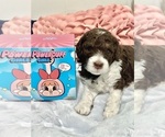 Small #6 Poodle (Standard)