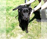 Small Photo #6 Labrador Retriever-Unknown Mix Puppy For Sale in Rowayton, CT, USA