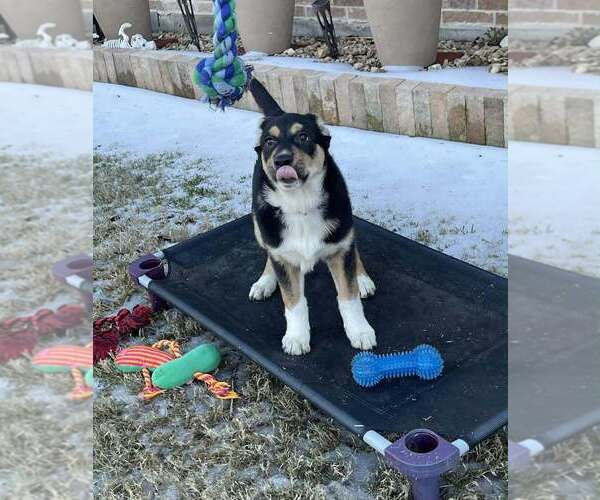 Medium Photo #4 Alaskan Malamute-Unknown Mix Puppy For Sale in Oak Bluffs, MA, USA