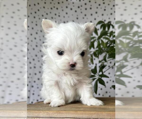 Medium Photo #5 Maltese Puppy For Sale in AUSTIN, TX, USA