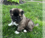 Small Photo #6 Akita Puppy For Sale in LOUISVILLE, KY, USA