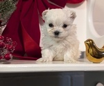 Small #1 Maltese