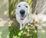 Small #3 Great Pyrenees