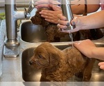 Small #5 Goldendoodle