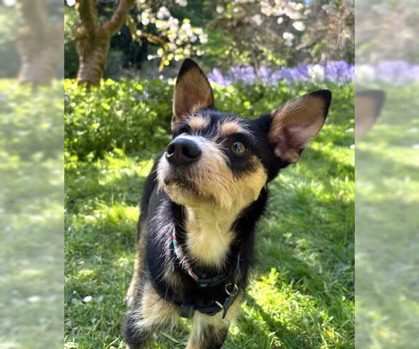 Medium Photo #1 Mutt Puppy For Sale in Bellevue, WA, USA