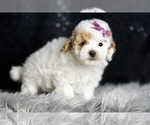 Small Photo #107 Maltipoo Puppy For Sale in WARSAW, IN, USA