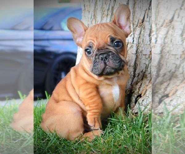 Medium Photo #7 French Bulldog Puppy For Sale in BEVERLY HILLS, CA, USA