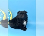 Small Photo #1 Pomeranian Puppy For Sale in CRESTVIEW, FL, USA