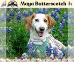 Small Photo #17 Basschshund Puppy For Sale in San Antonio, TX, USA