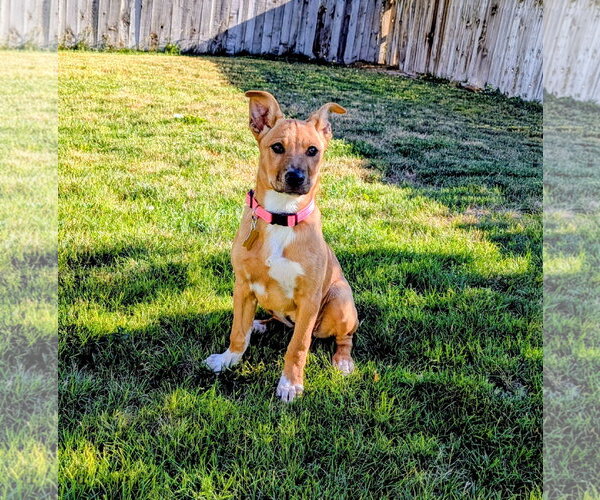 Medium Photo #7 Labrador Retriever-Unknown Mix Puppy For Sale in Sandy, UT, USA