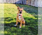 Small #6 Labrador Retriever Mix