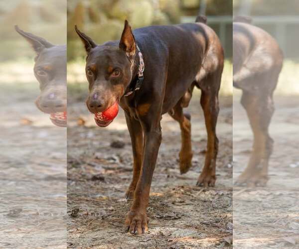 Medium Photo #2 Doberman Pinscher Puppy For Sale in Aurora, OH, USA