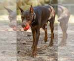 Small #1 Doberman Pinscher