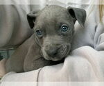 Small #2 American Pit Bull Terrier-American Staffordshire Terrier Mix