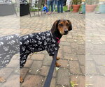Miss Minnie - Female Doxle Dog for Adoption - Small photo