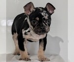 Small #12 French Bulldog