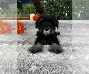 Schnauzer (Miniature) Puppy for sale in GREENFIELD, IN, USA