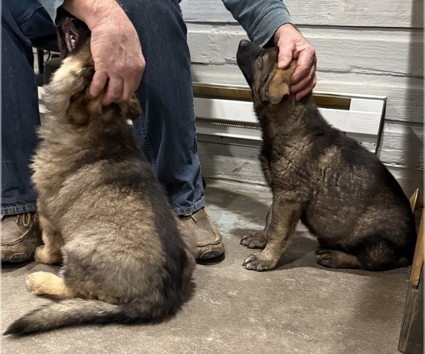 Medium Photo #7 German Shepherd Dog Puppy For Sale in BRIGHTON, CO, USA