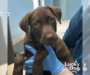 Labrador Retriever-Unknown Mix Dogs for adoption in Washington, DC, USA