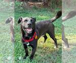 Small #1 Mutt