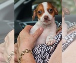 Small #7 Chihuahua Mix